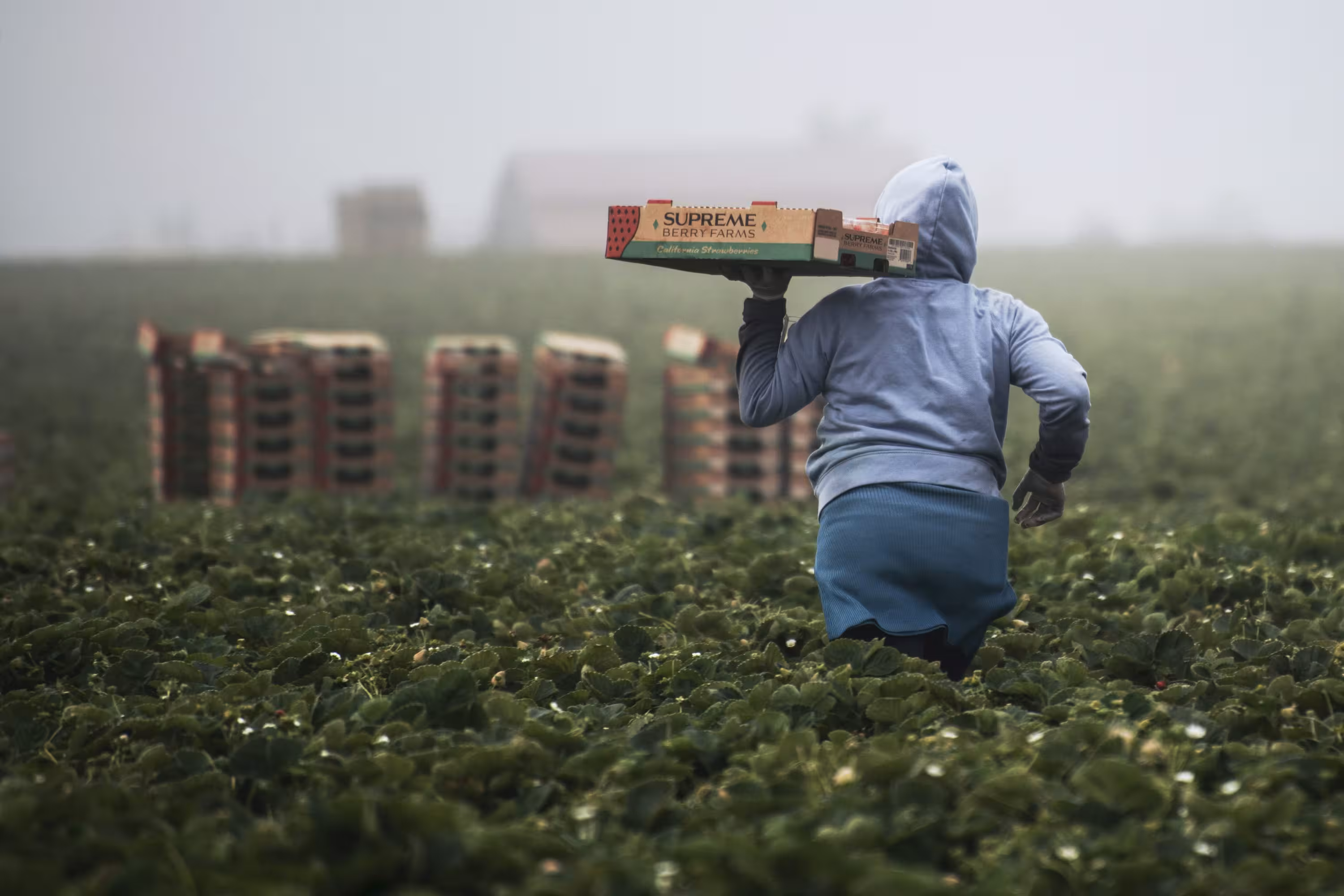 Focused on boosting agricultural productivity and ensuring food security, this project supports farmers with integrated modern techniques. Technical and logistical support enhances farming practices and increases yields. The initiative creates sustainable job opportunities and fosters local economic growth.